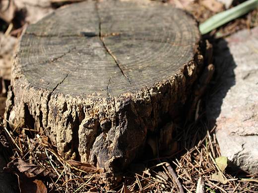 岁月的年轮（个人主页-ZMjg3NzIzNjQ=） - 风光摄影 - 站酷设计师顷禾Miss原创素材 - 站酷ZCOOL