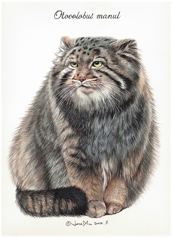 兔猻 白頭硬尾鴨 金雕 天山馬鹿 北山羊（圖ZMTIxMTQzNDQw） - 藝術(shù)插畫 - 站酷設(shè)計師jane7841原創(chuàng)素材 - 站酷ZCOOL