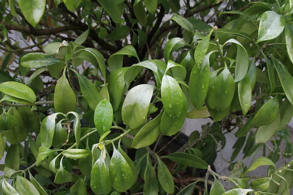 雨后的校园植物（图ZMTA0NDcwNzMy） - 风光摄影 - 站酷设计师叱刹原创素材 - 站酷ZCOOL