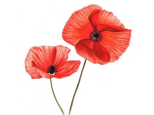 【驴大萌彩铅教程171】手绘鲜花 红色罂粟花