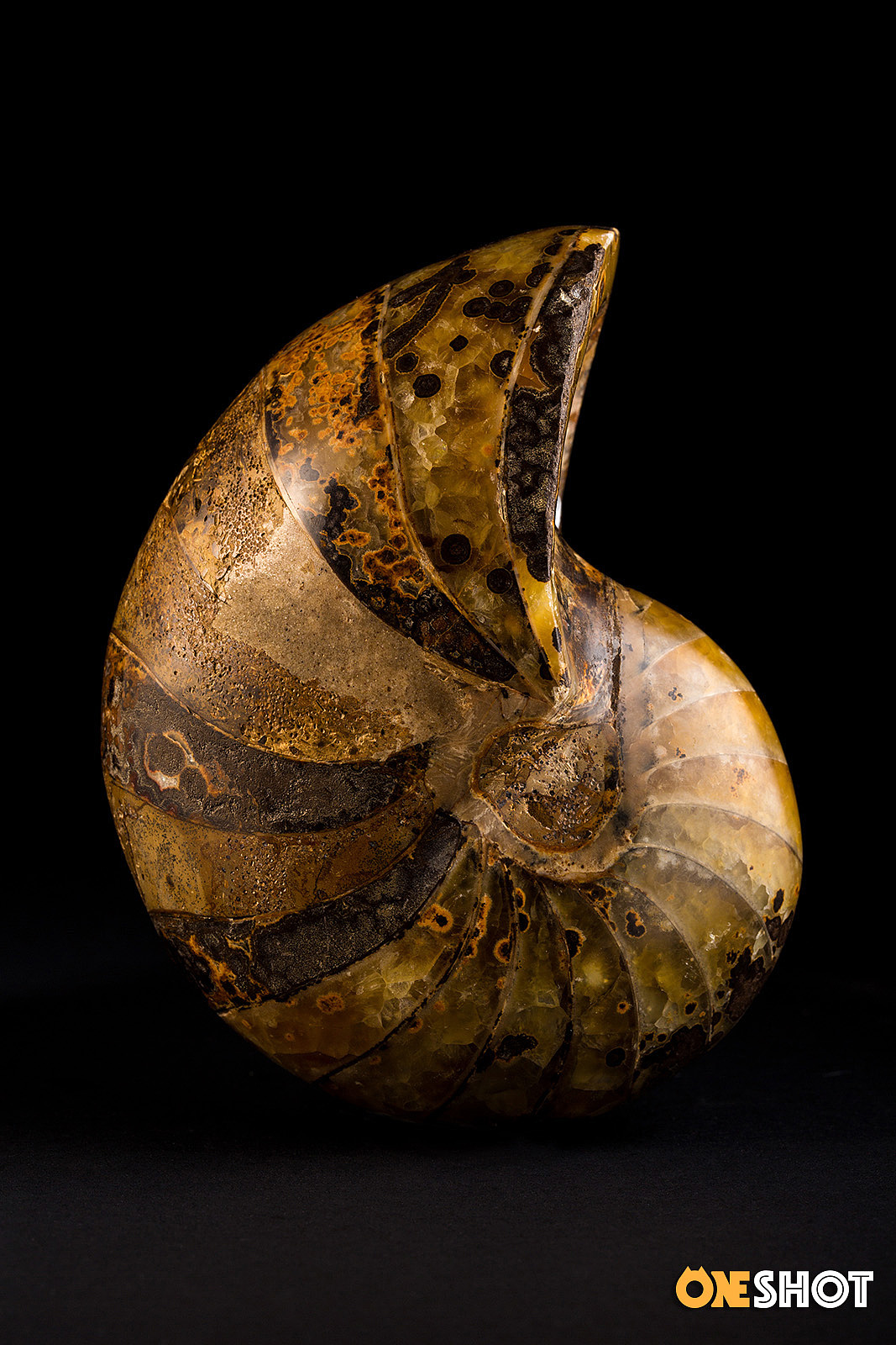 一些化石和矿石（图ZMTM4NTYzMDg4） - 产品摄影 - 站酷设计师WildKay原创素材 - 站酷ZCOOL