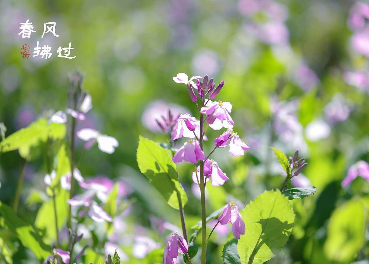遇见春天（图ZMjk1MzM3NjQw） - 风光摄影 - 站酷设计师木林森15原创素材 - 站酷ZCOOL