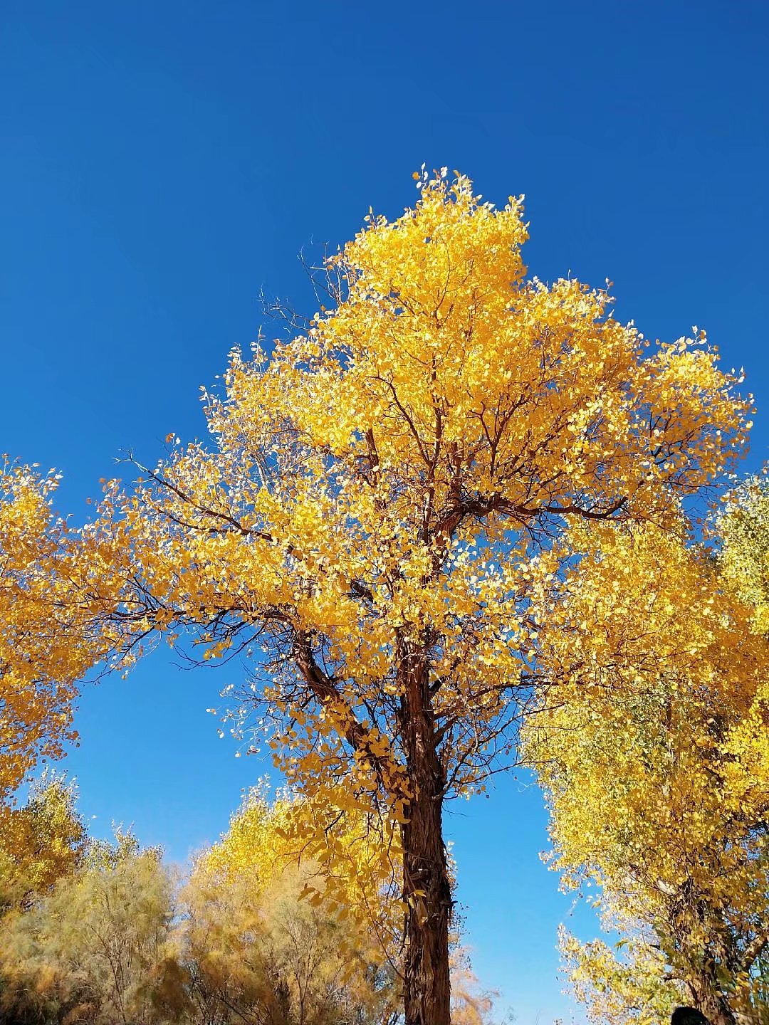 秋天的童话--金塔胡杨林