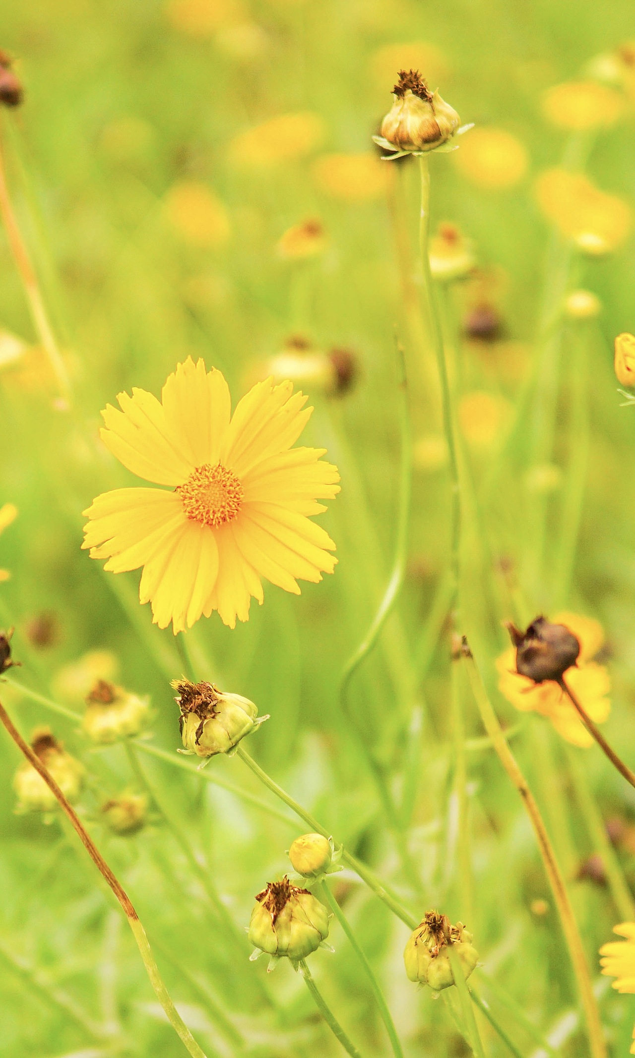 小花儿（图ZODY3Mzk4MDg=） - 风光摄影 - 站酷设计师青空i原创素材 - 站酷ZCOOL