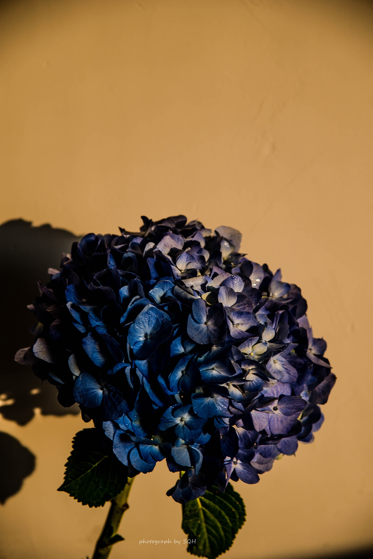 落日款蓝色绣球