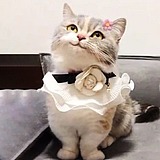 小妖不是猫的头像