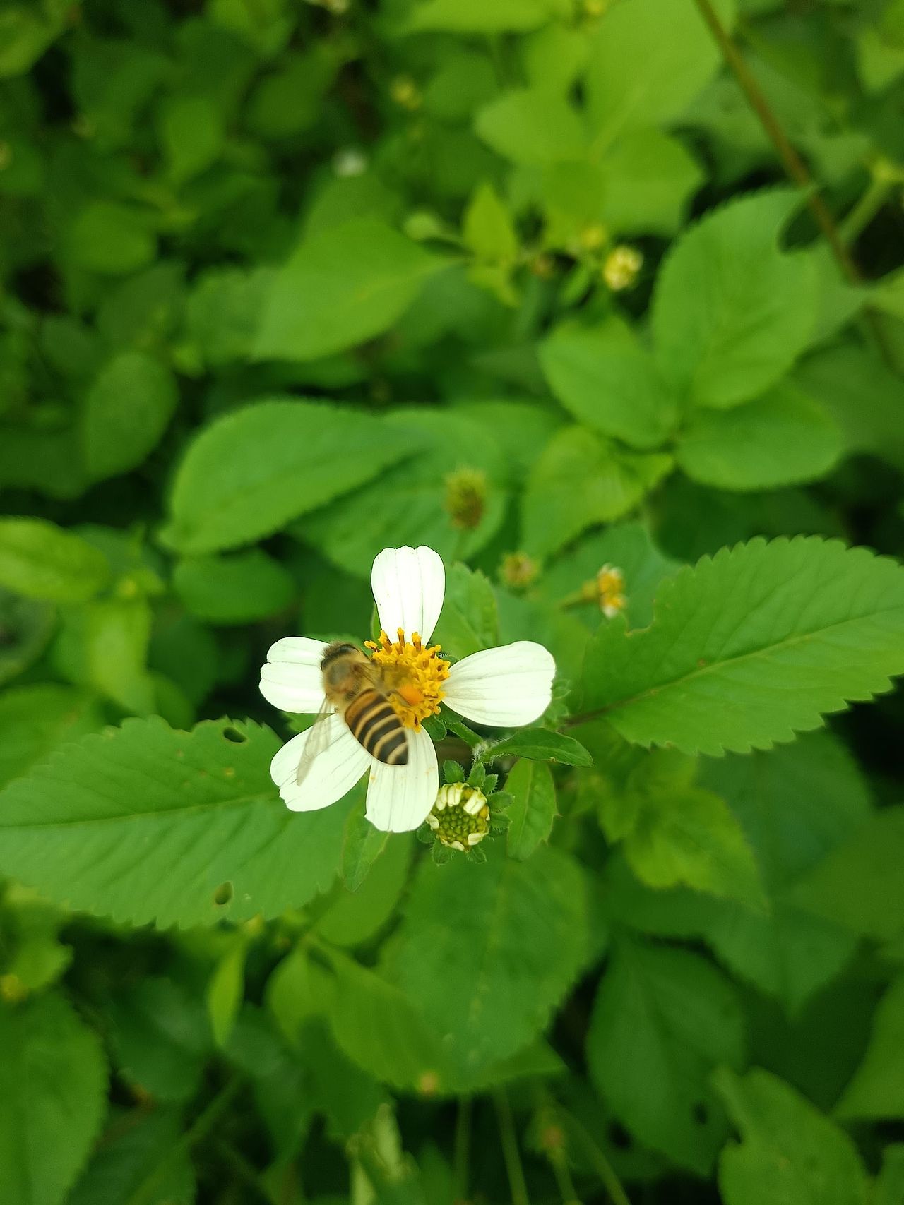 花丛中的蜜蜂