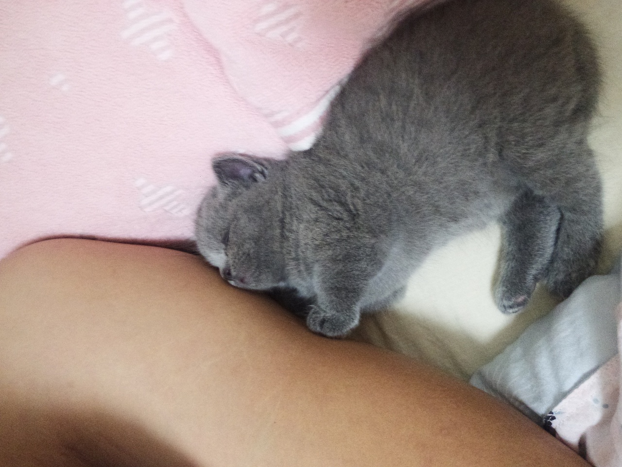 沐米猫舍 纯蓝色-英国短毛猫-高清照片