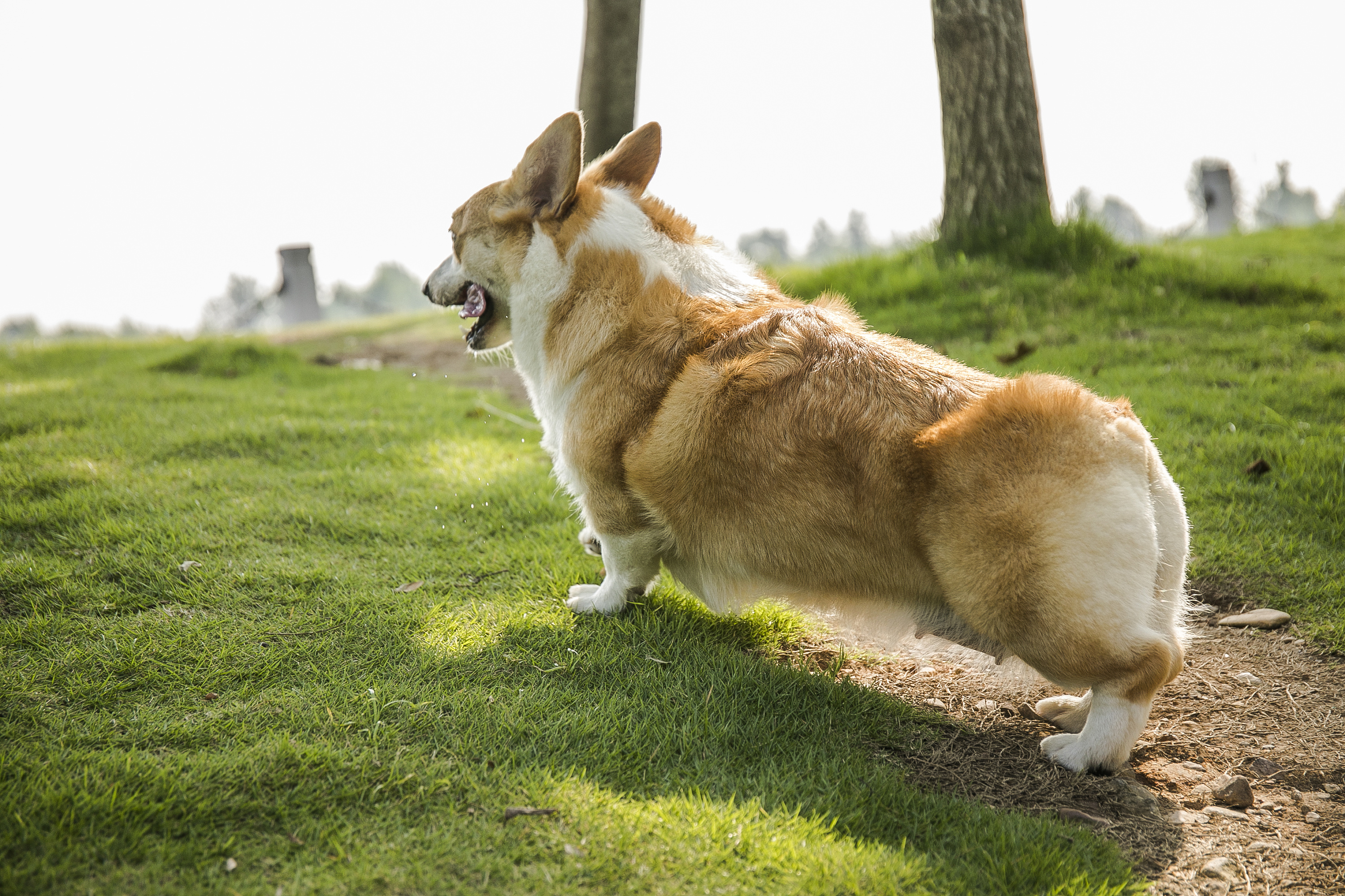 宠物摄影【橙子】 宠物摄影 宠物写真 金华 哈士奇|摄影|动物|zhe