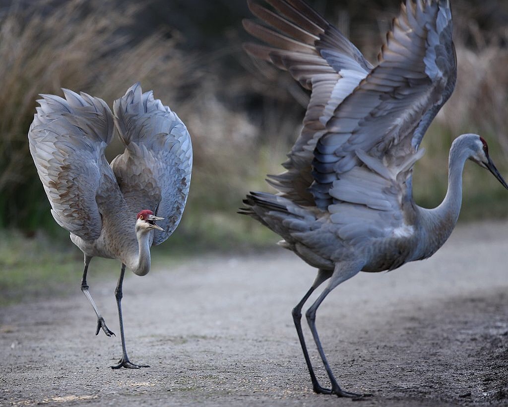 鹤氅如烟羽扇风赋情芳草绿阴中