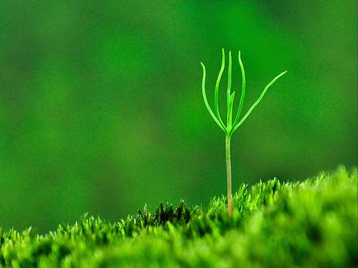 4月春芽（个人主页-ZMjQ2NzY5MjA=） - 风光摄影 - 站酷设计师依米EMI原创素材 - 站酷ZCOOL