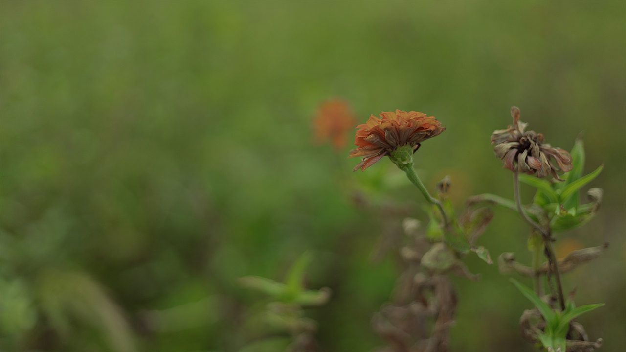 《乡野》（图ZMjY4NzYxMzI4） - 人像摄影 - 站酷设计师拉丨苏原创素材 - 站酷ZCOOL