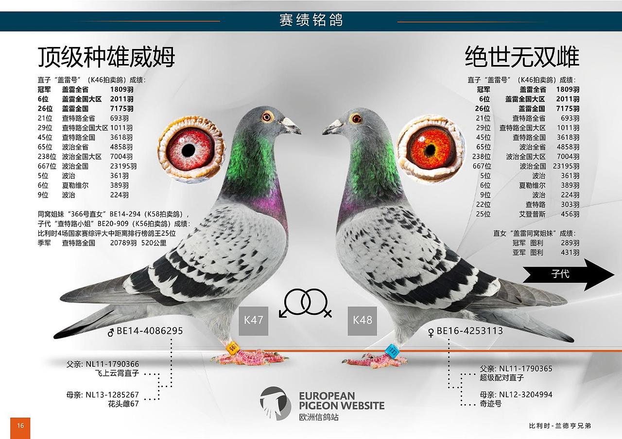 中文畫冊（圖ZMjQ1MDMxNzQw） - 書籍/畫冊 - 站酷設(shè)計師花綴磨墨原創(chuàng)素材 - 站酷ZCOOL