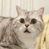 BLUSO的头像