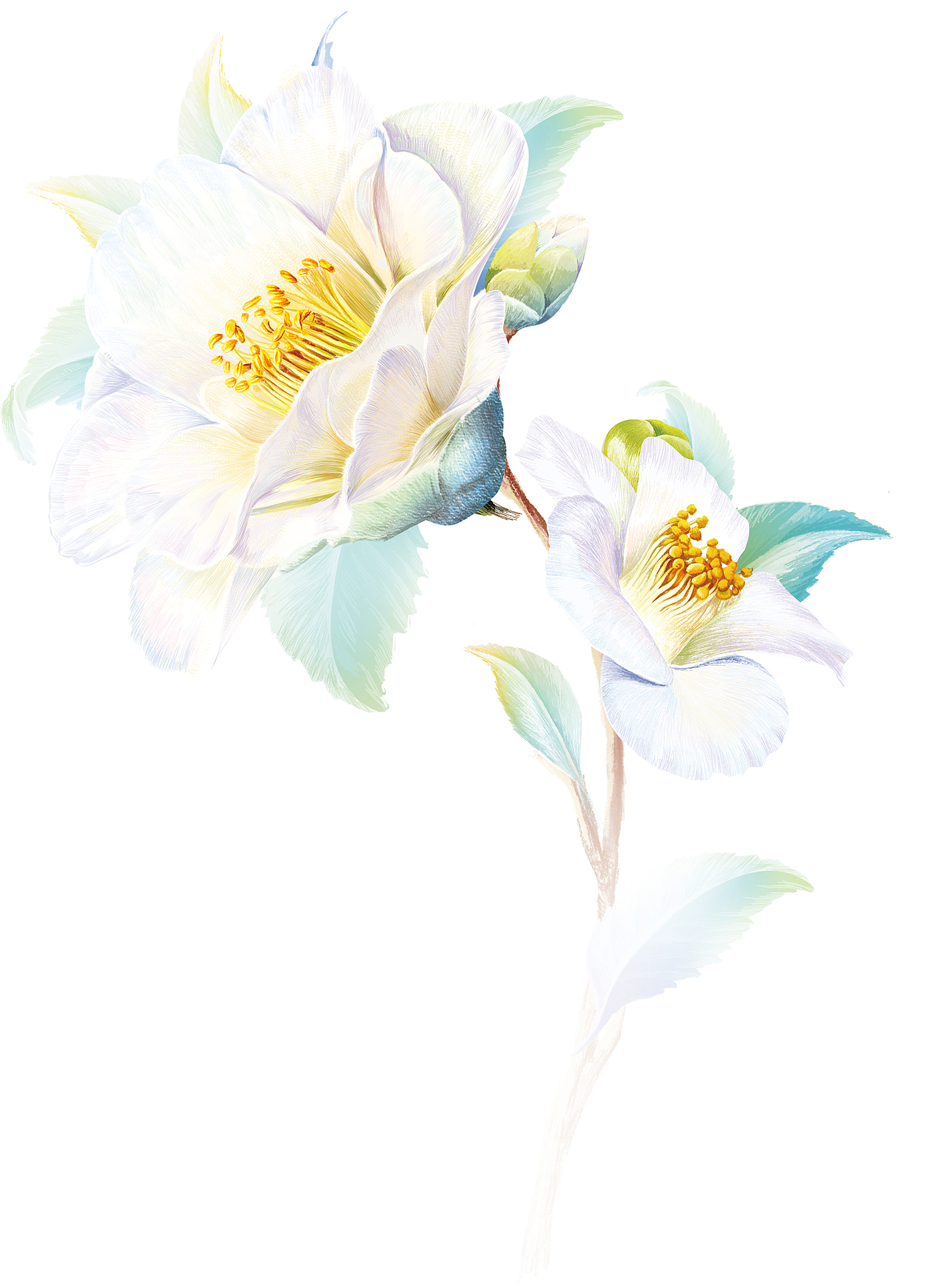 手绘山茶花