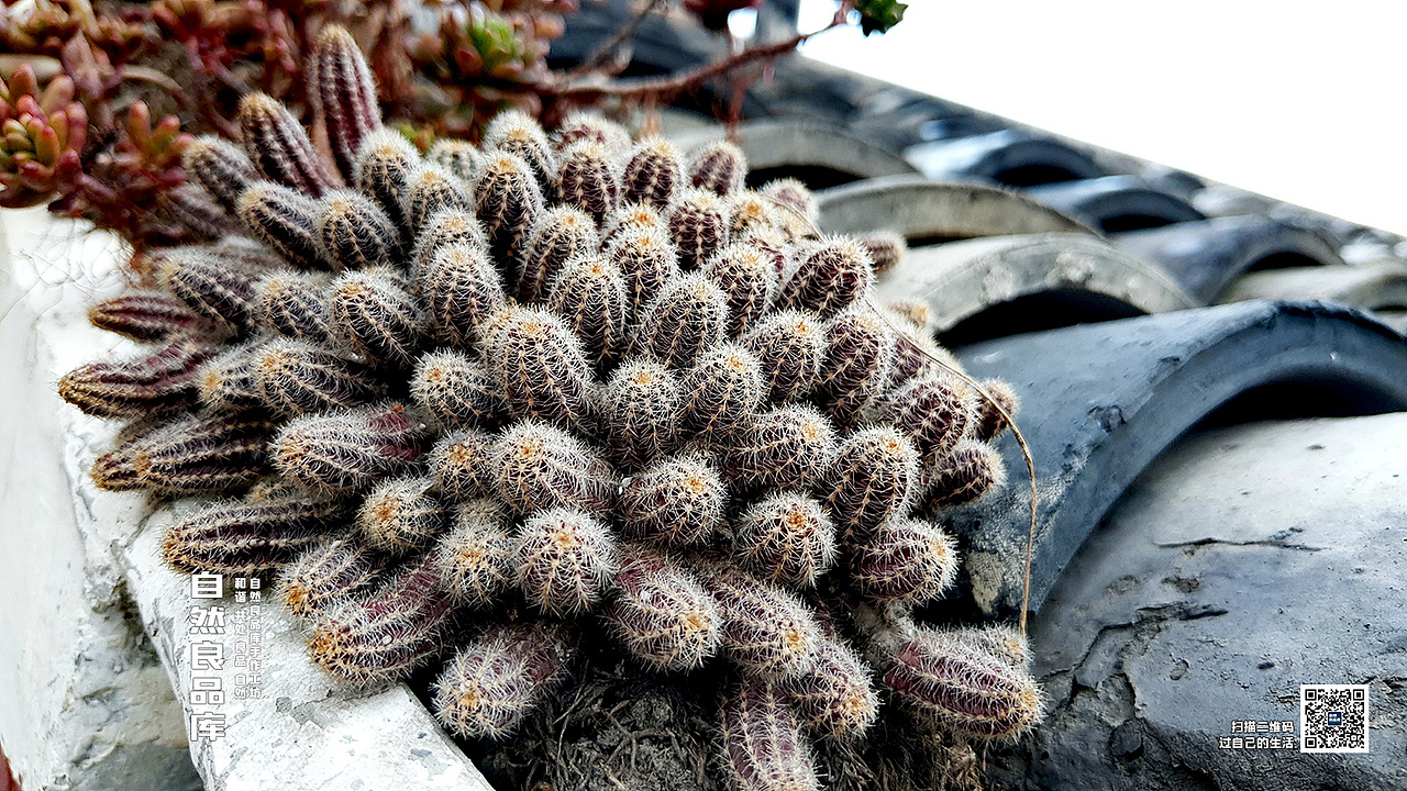莫放春秋佳日過 最難風雨故人來