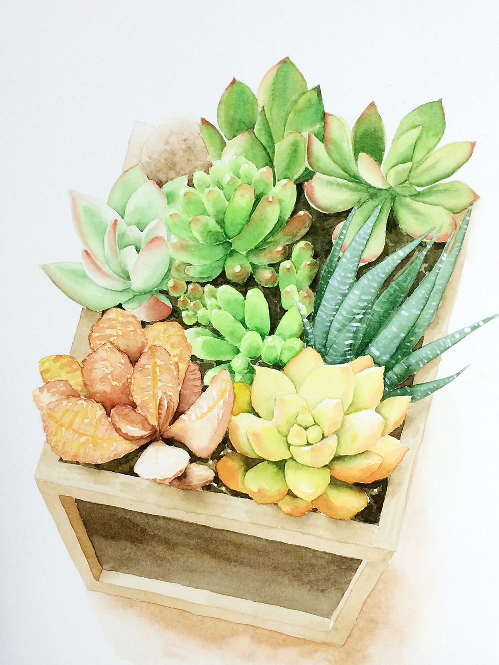 水彩多肉盆栽