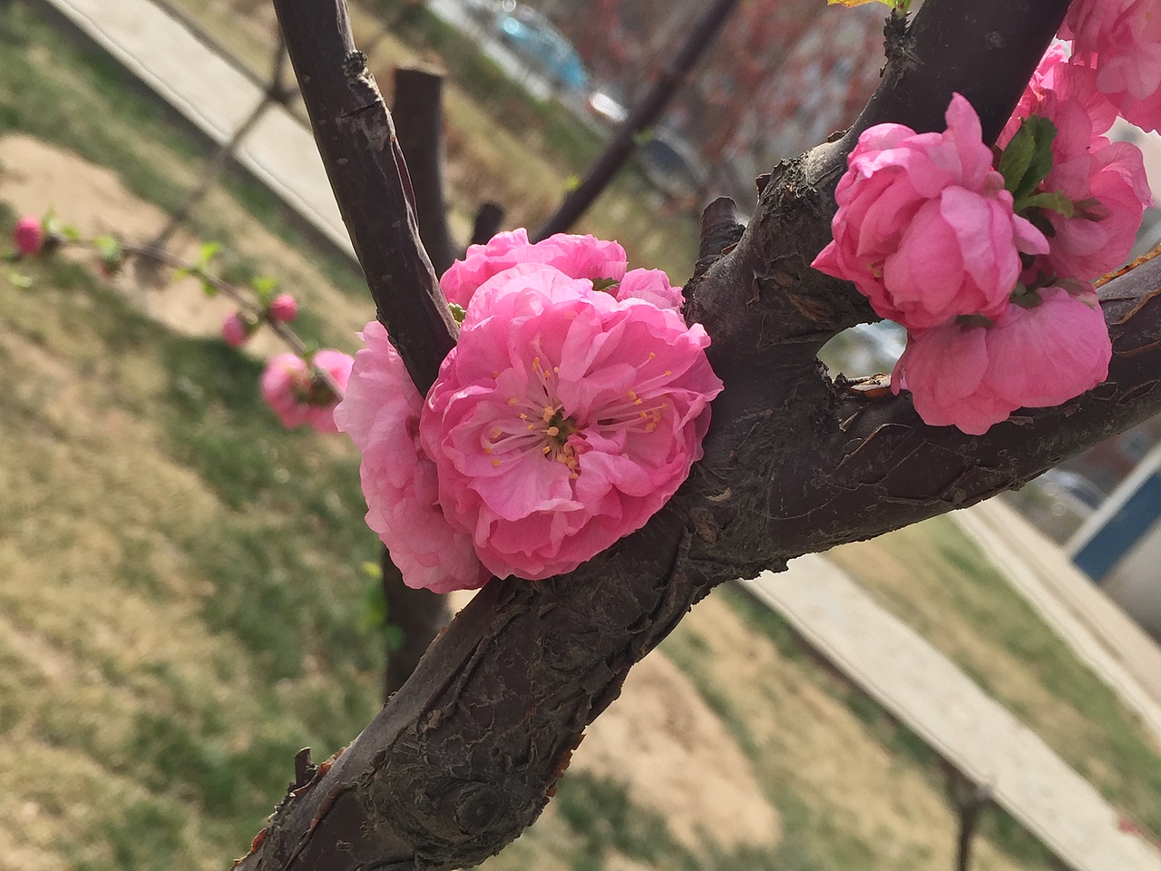 春暖花开（图ZMjY0MDk5NTI=） - 其他摄影 - 站酷设计师平凡的小流浪原创素材 - 站酷ZCOOL