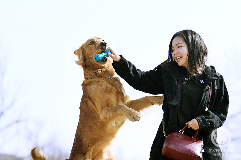 【金毛】熨斗1岁啦（图ZMzg3Mjk1ODg=） - 宠物摄影 - 站酷设计师挂糖原创素材 - 站酷ZCOOL