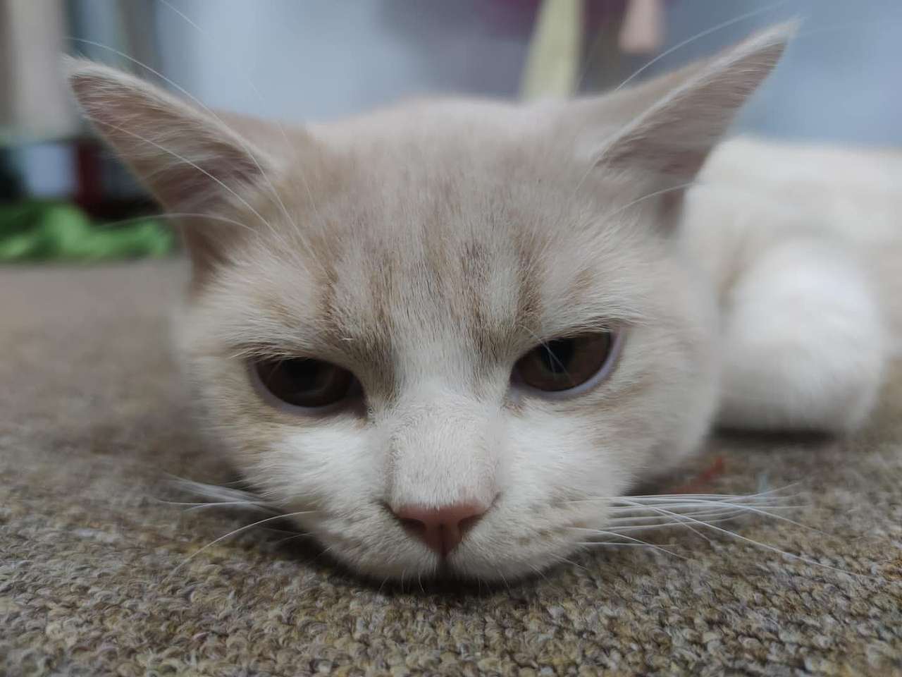 猫咪（图ZMjIzMDkwMTk2） - 其他 - 站酷设计师谢大炮原创素材 - 站酷ZCOOL