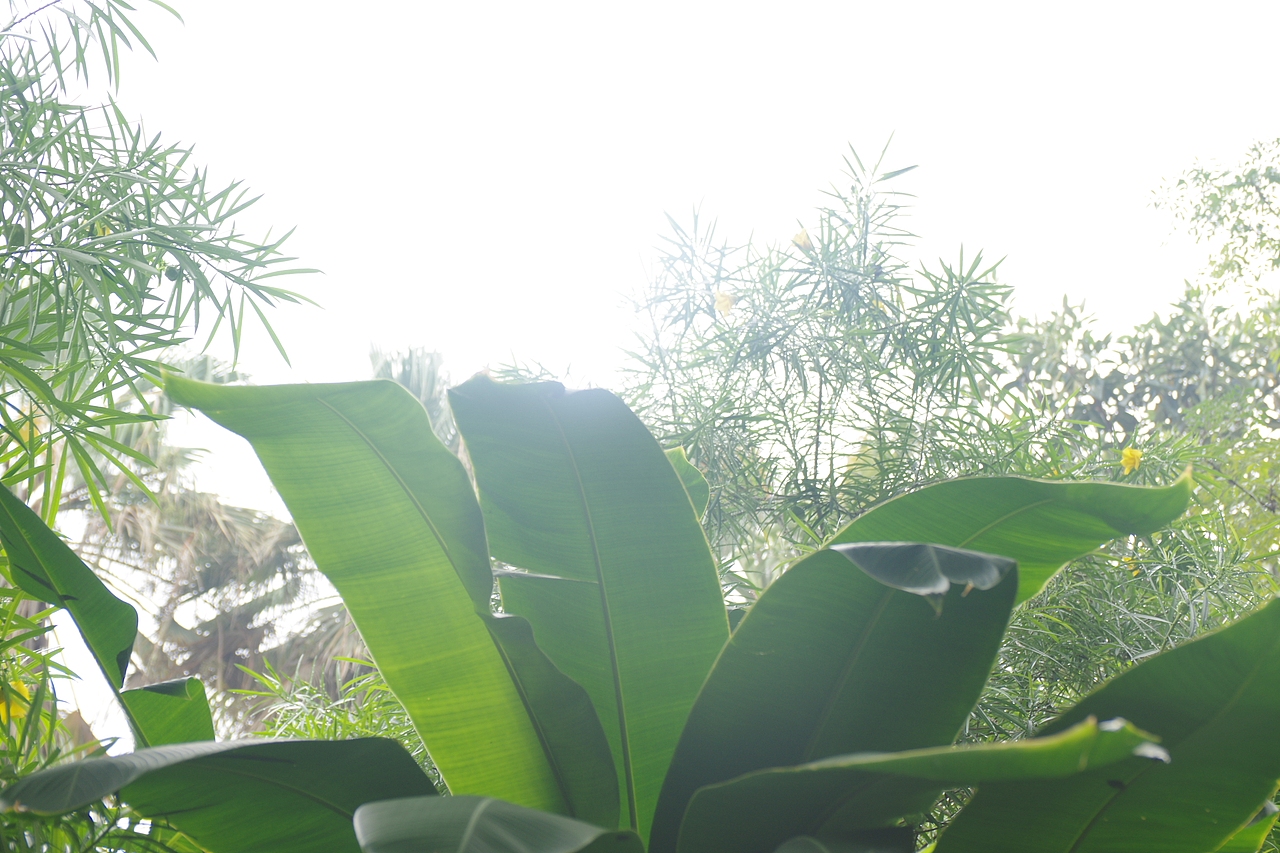 户外摄影--厦门摄影（鼓浪屿、植物园）（图ZNTc4Mzc1NDQ=） - 环境/建筑摄影 - 站酷设计师今天能喝咖啡了吗原创素材 - 站酷ZCOOL