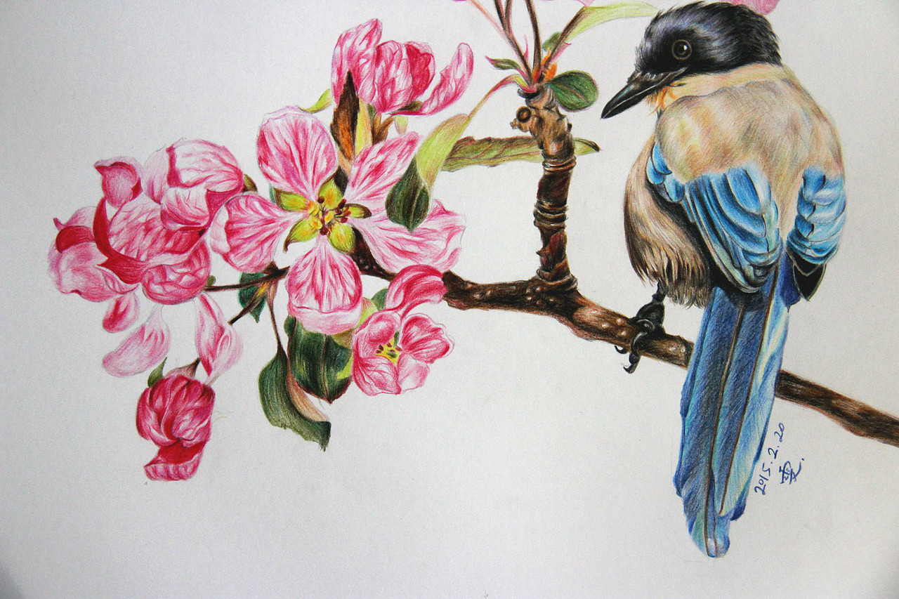 彩铅 苹果花 灰喜鹊