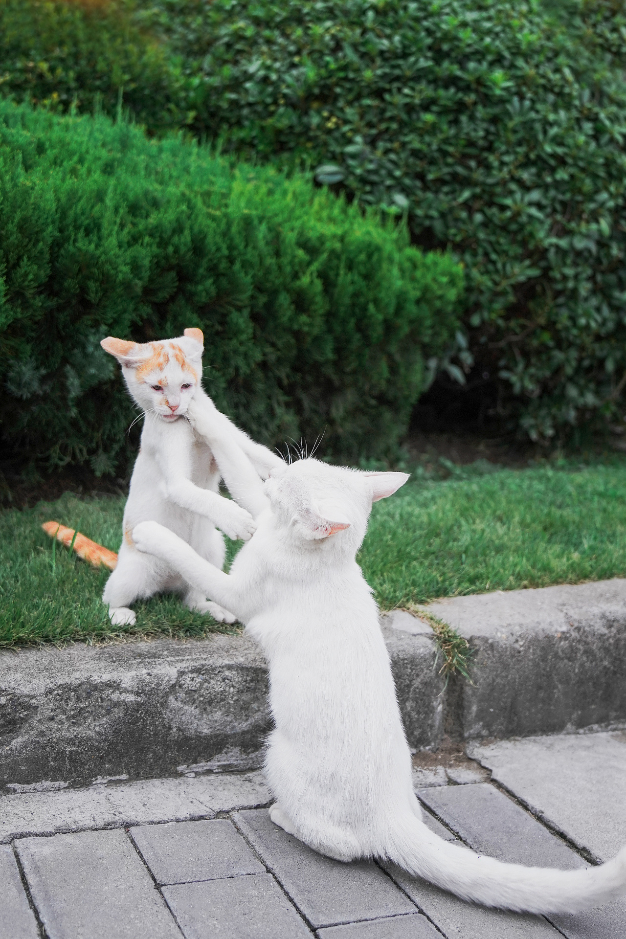 两只猫在玩耍和打架_1920X1080_高清视频素材下载(编号:7378971)_实拍视频_光厂(VJ师网) www.vjshi.com