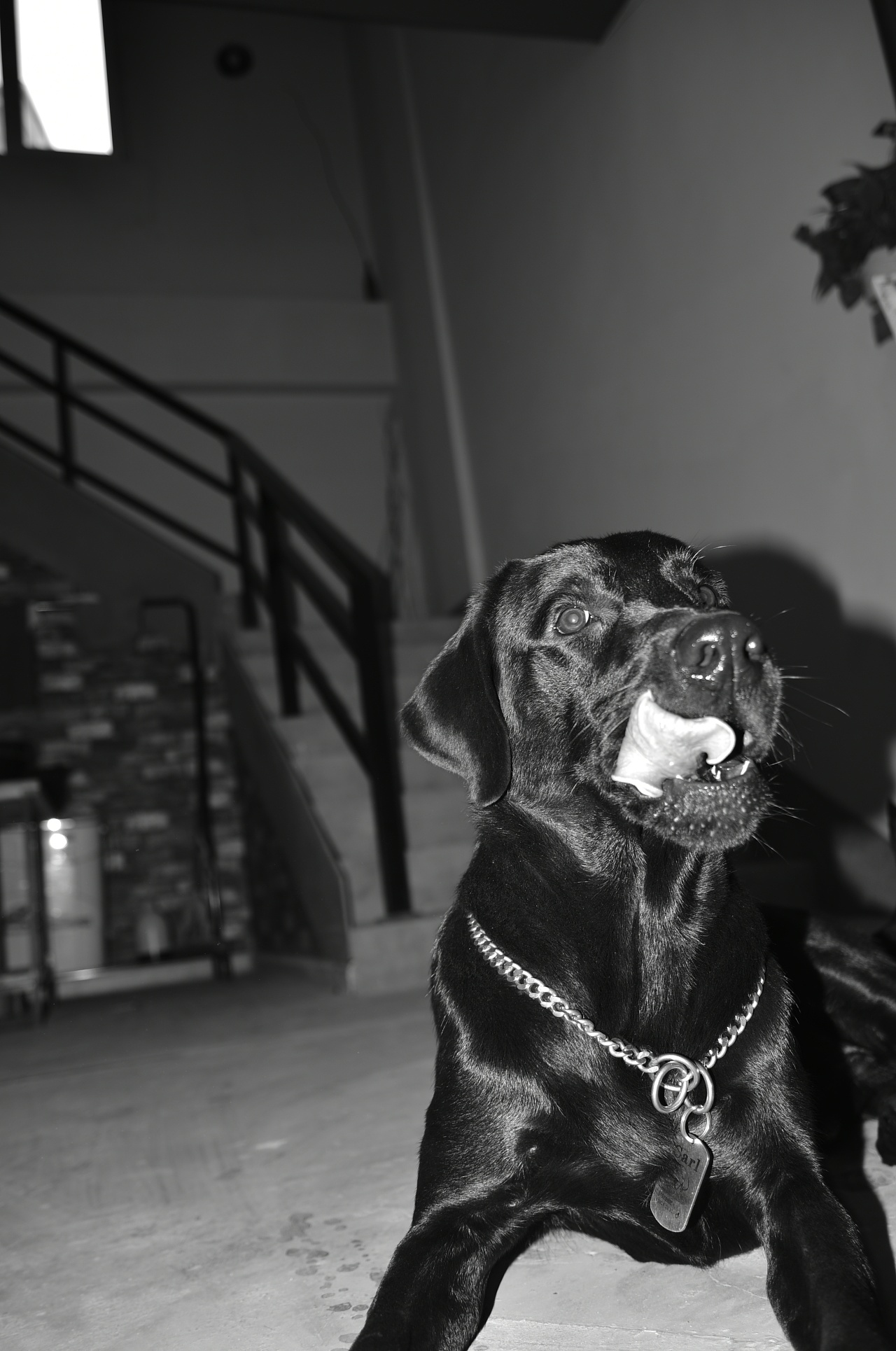 carls day|摄影|宠物摄影|痞子顾 - 原创作品 - 站酷 (zcool)