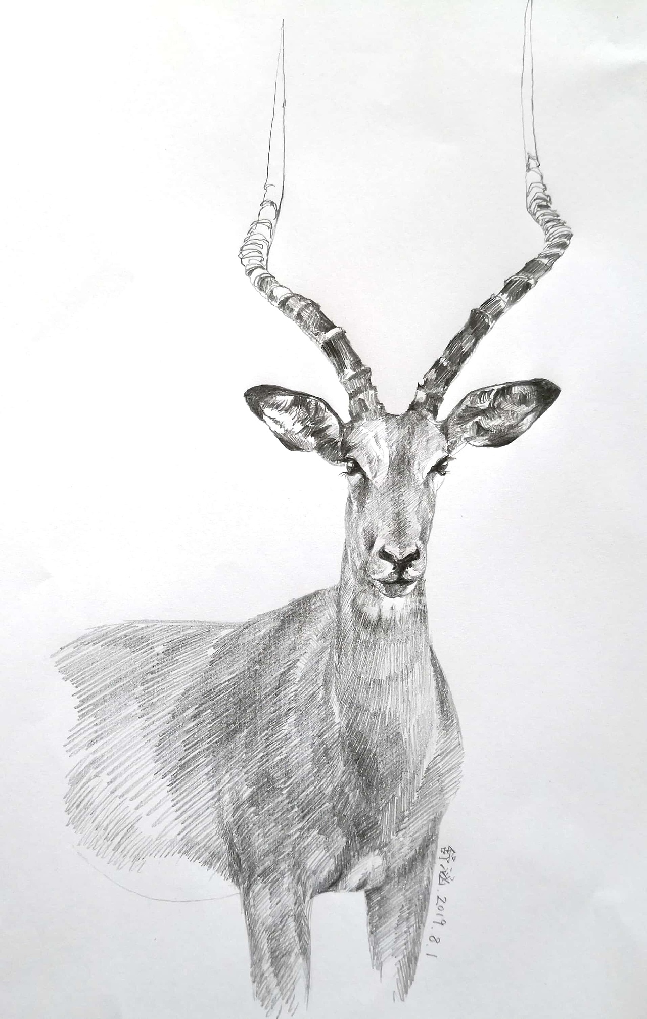 羚羊|纯艺术|绘画|舒涵美绘_原创作品-站酷zcool