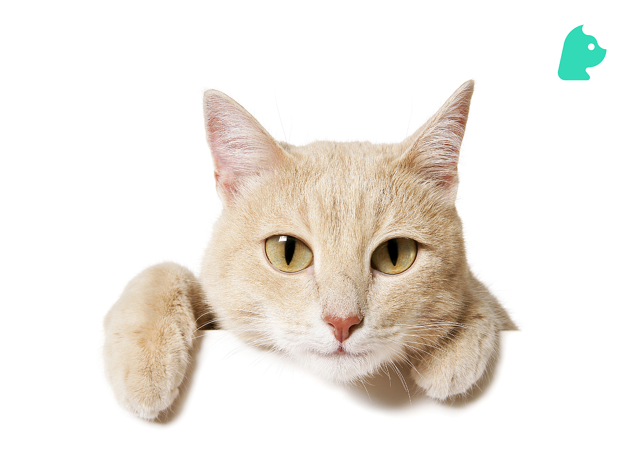 彼一叻品牌包装设计（图ZMjQ2NTg0NDI4） - 品牌 - 站酷设计师国昊原创素材 - 站酷ZCOOL