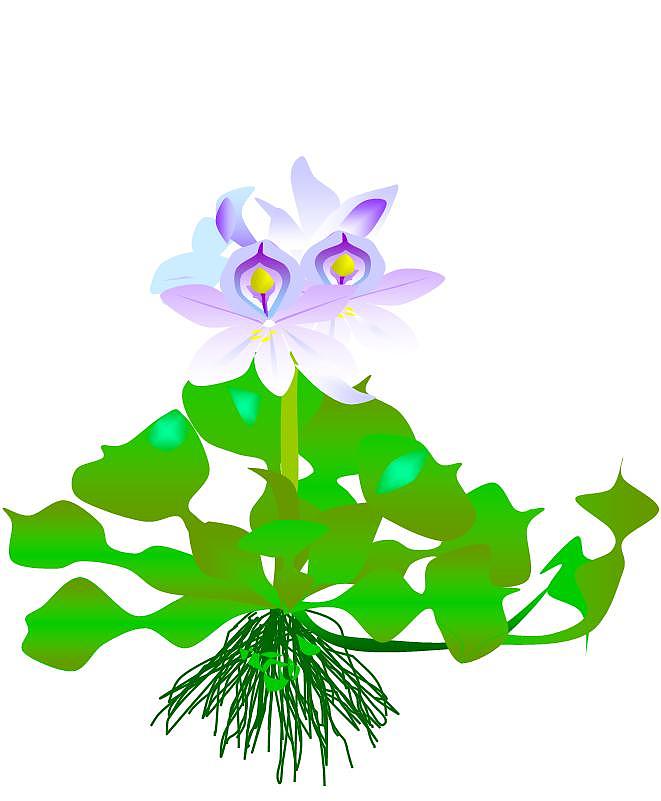 凤眼莲(水葫芦)