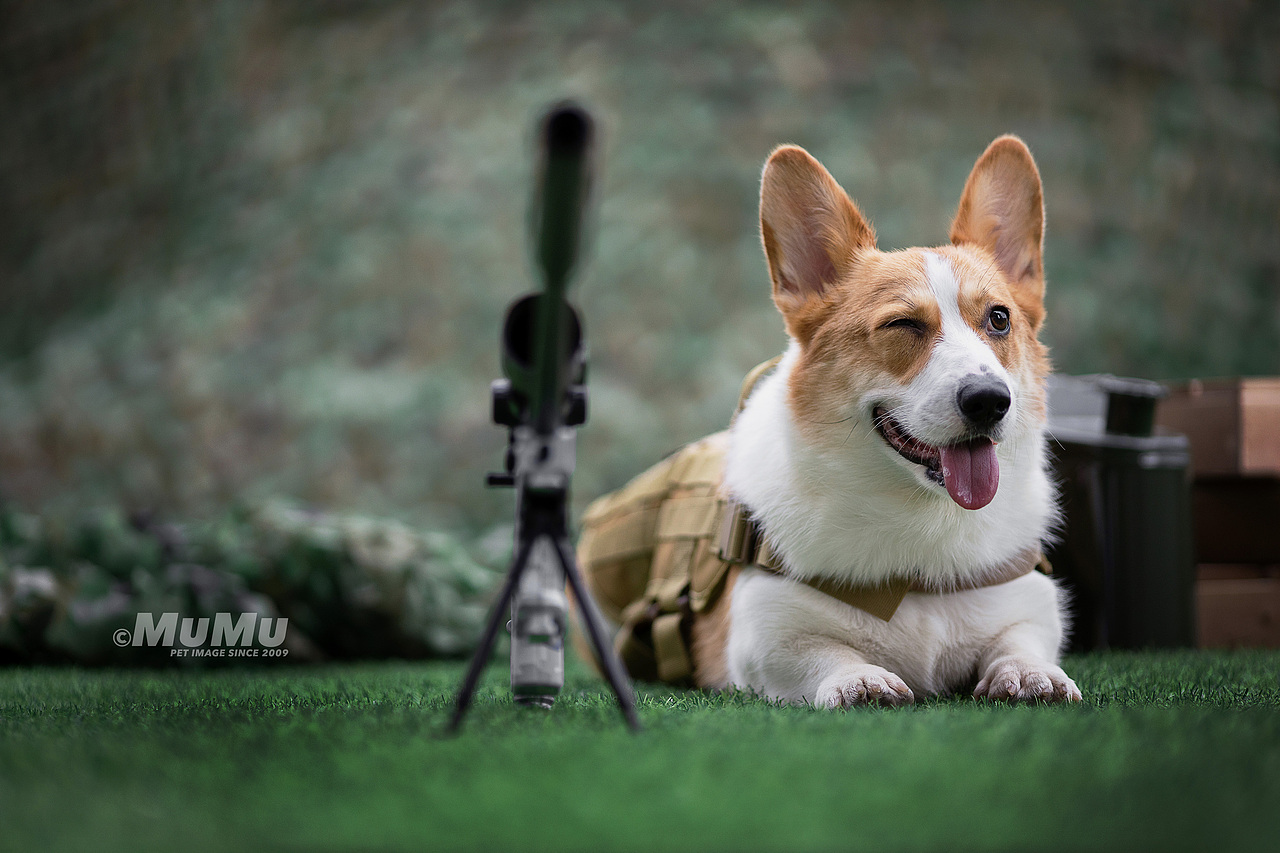 穆牧摄影-宠物摄影(2020总结1)