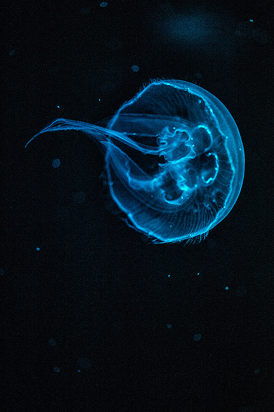 2013拍摄动物整理