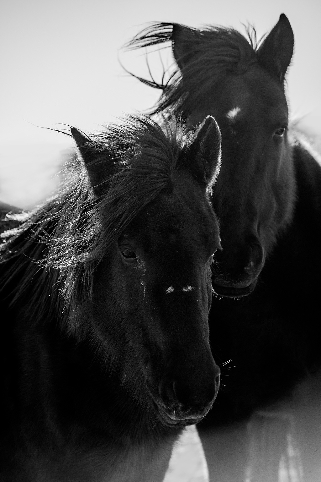 冬季的黑马 - 原创作品 - 站酷(zcool)