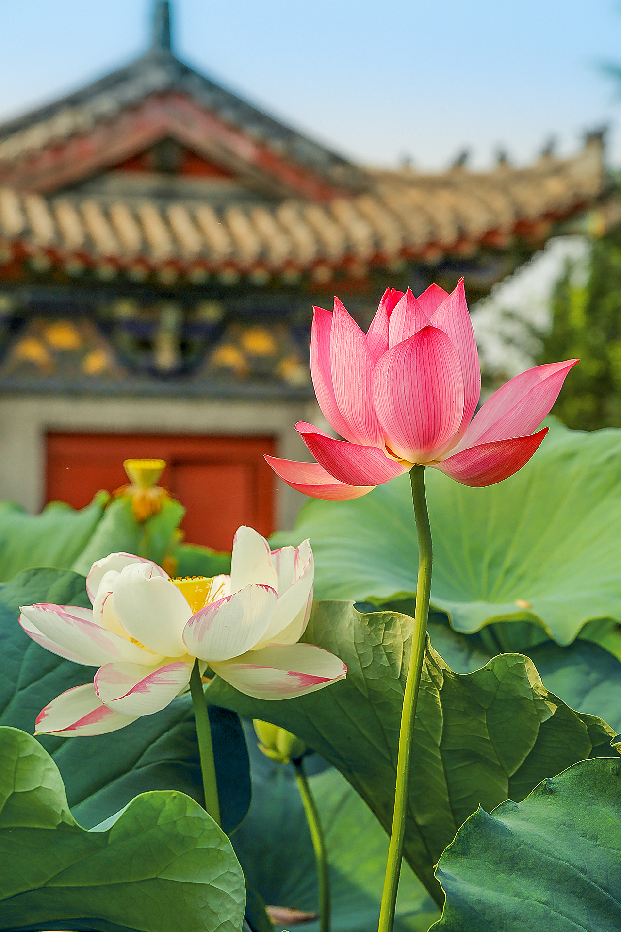 荷花（图ZODQ4OTIyOTI=） - 风光摄影 - 站酷设计师之间影像原创素材 - 站酷ZCOOL