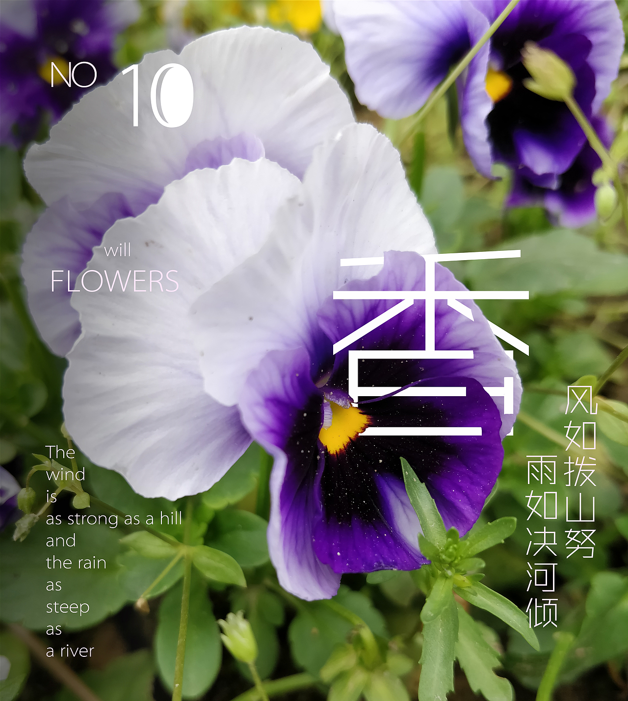 雨后却斜阳，杏花零落香（图ZMTE4MjQ5NTMy） - 产品摄影 - 站酷设计师胡虎虎胡红原创素材 - 站酷ZCOOL