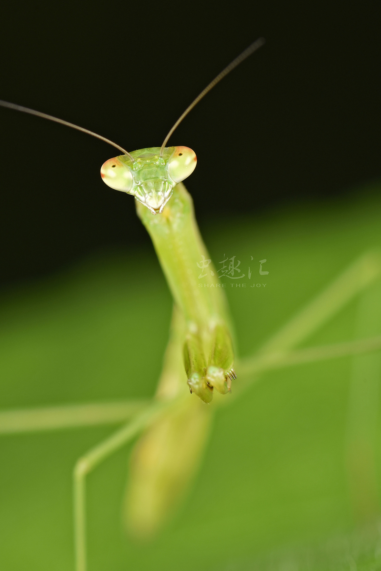 螳螂|摄影|动物|杰哥636 - 原创作品 - 站酷 (ZCOOL)
