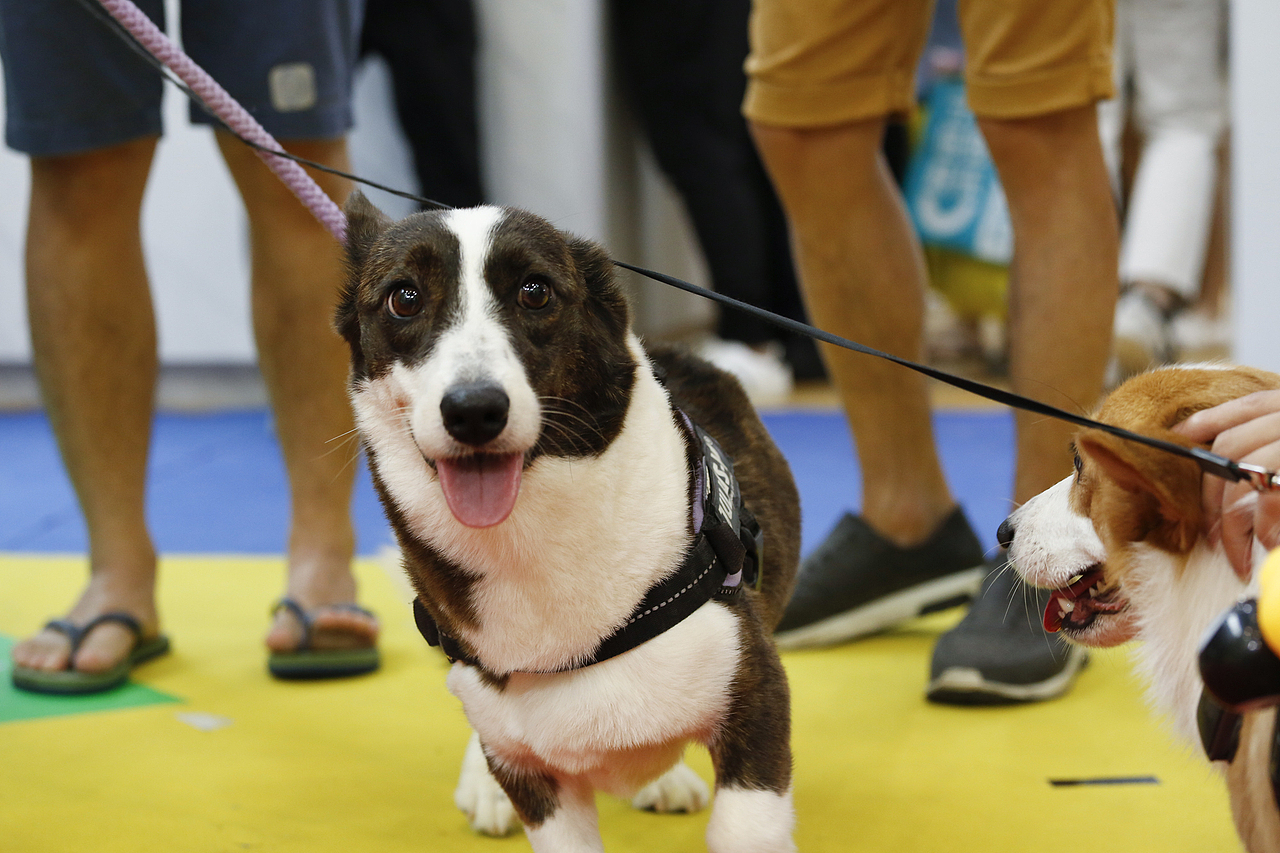 2019年5月广州琶洲华南宠物用品展