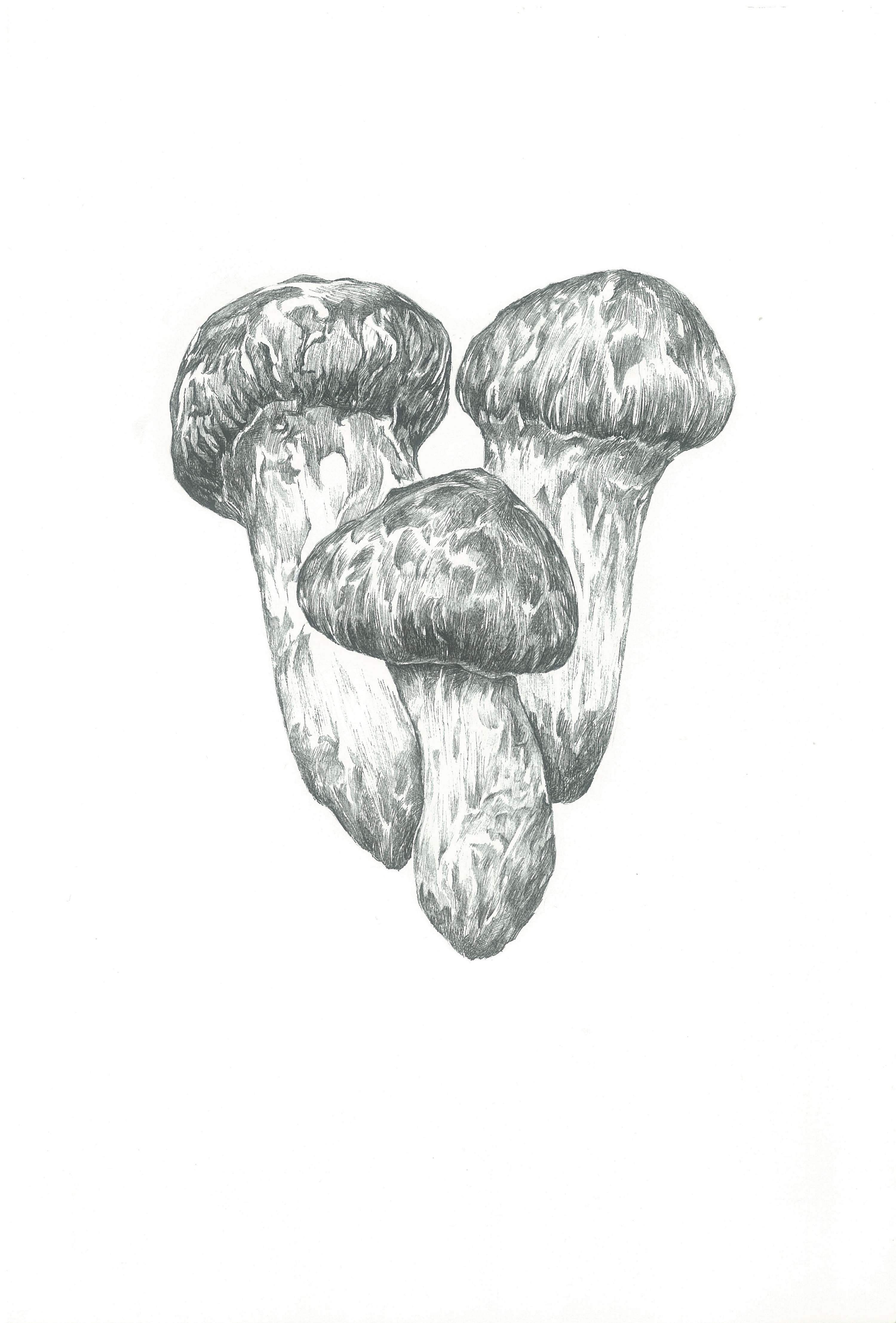 好物智造松茸包包装插画