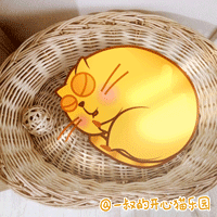 偶遇开心猫-1   ( 真实生活中的开心猫 )