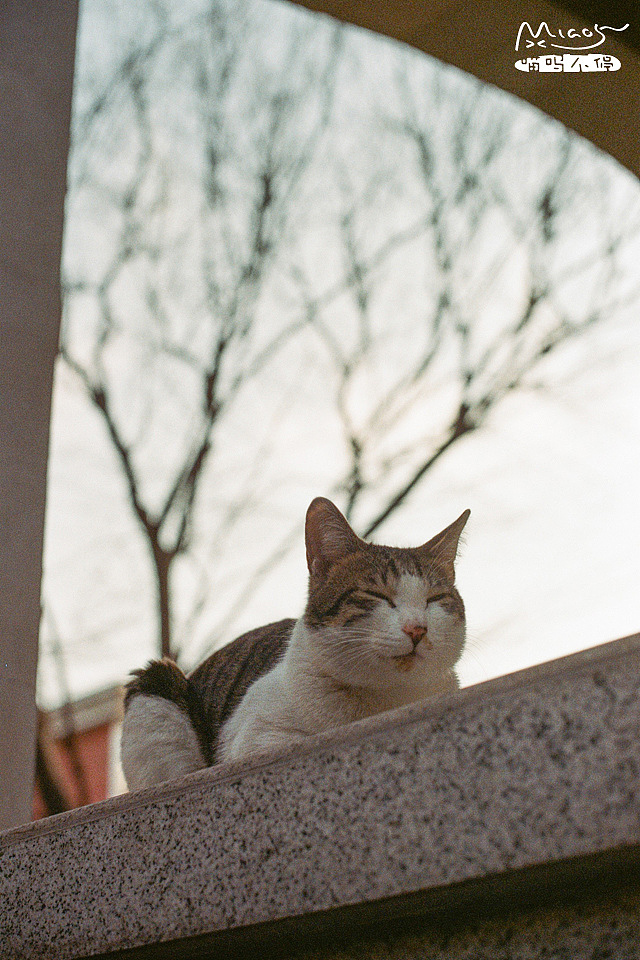 我和我的喵呜们(六)