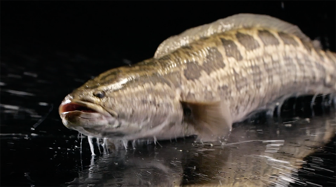预制菜｜酸菜鱼视频创意合集｜御鲜锋（图ZMzY2MDgwMDQ4） - 短片 - 站酷设计师火焰山设计实验室原创素材 - 站酷ZCOOL