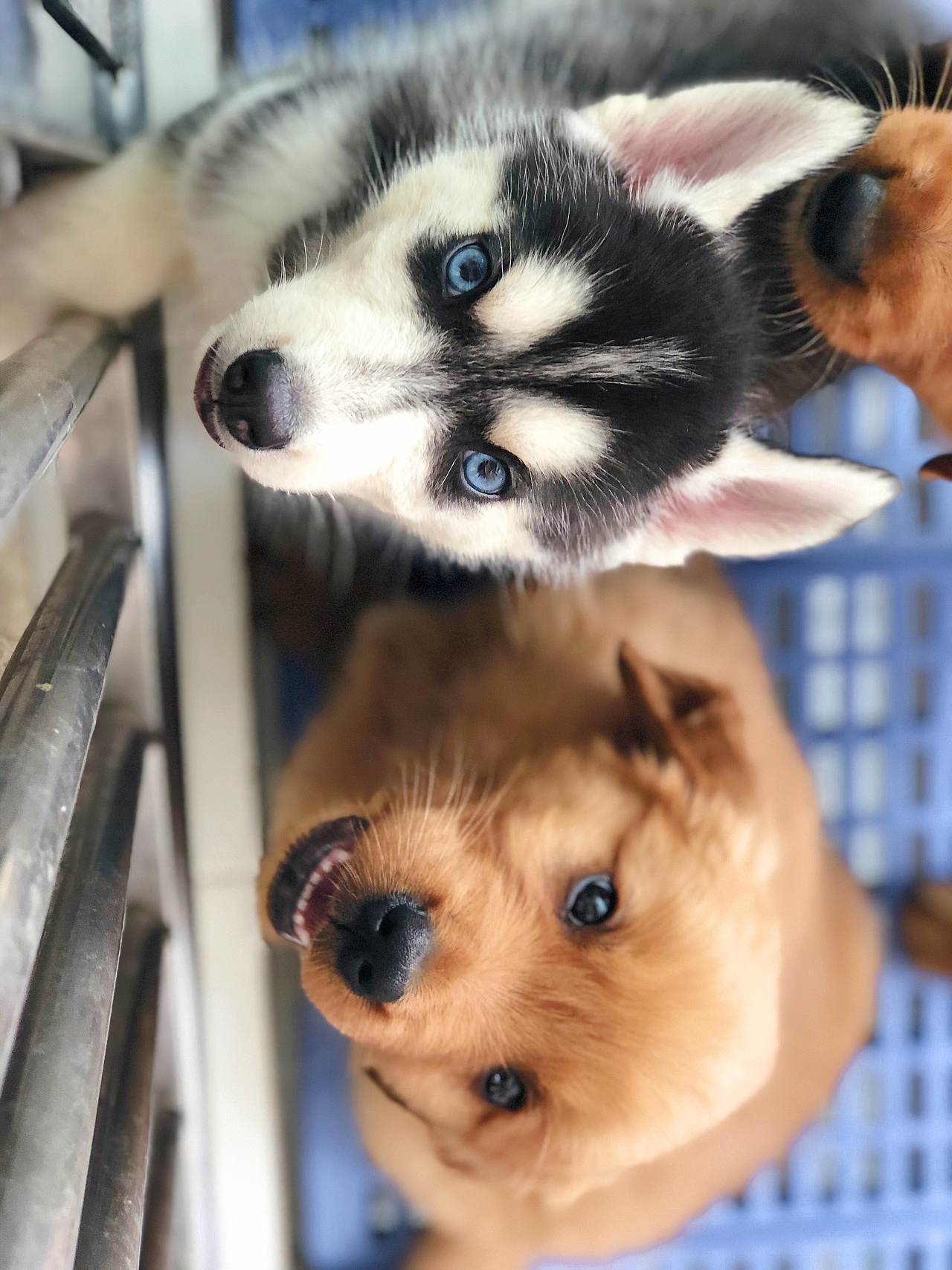 西双版纳📱食物与狗（图ZMTY1ODMyMTQw） - 人文/纪实摄影 - 站酷设计师1二叁拾原创素材 - 站酷ZCOOL