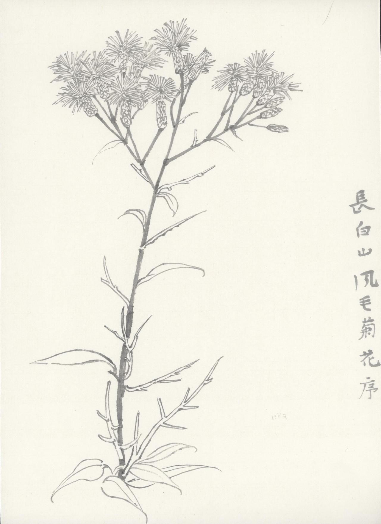 白描-长白山植被-23-44