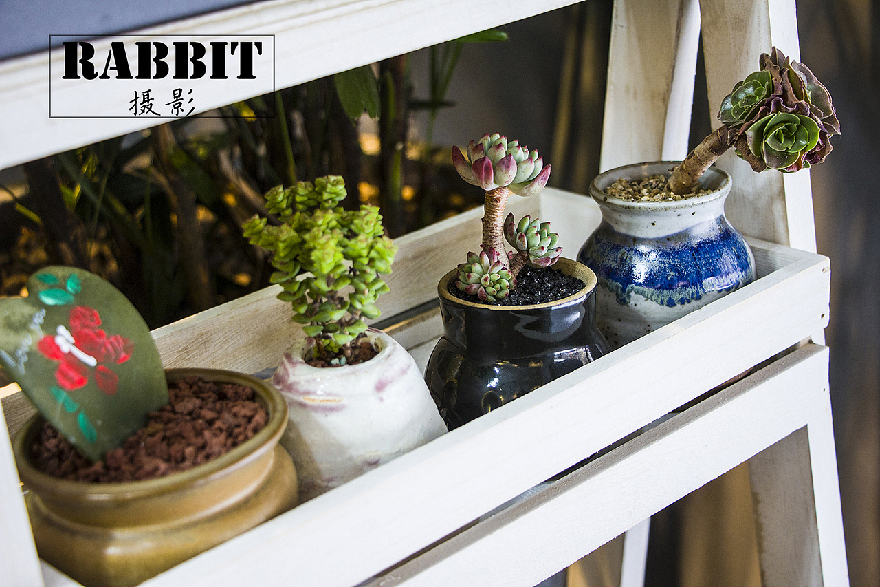 摄影（多肉植物（图ZMTA0MDIyODYw） - 产品摄影 - 站酷设计师w视角原创素材 - 站酷ZCOOL