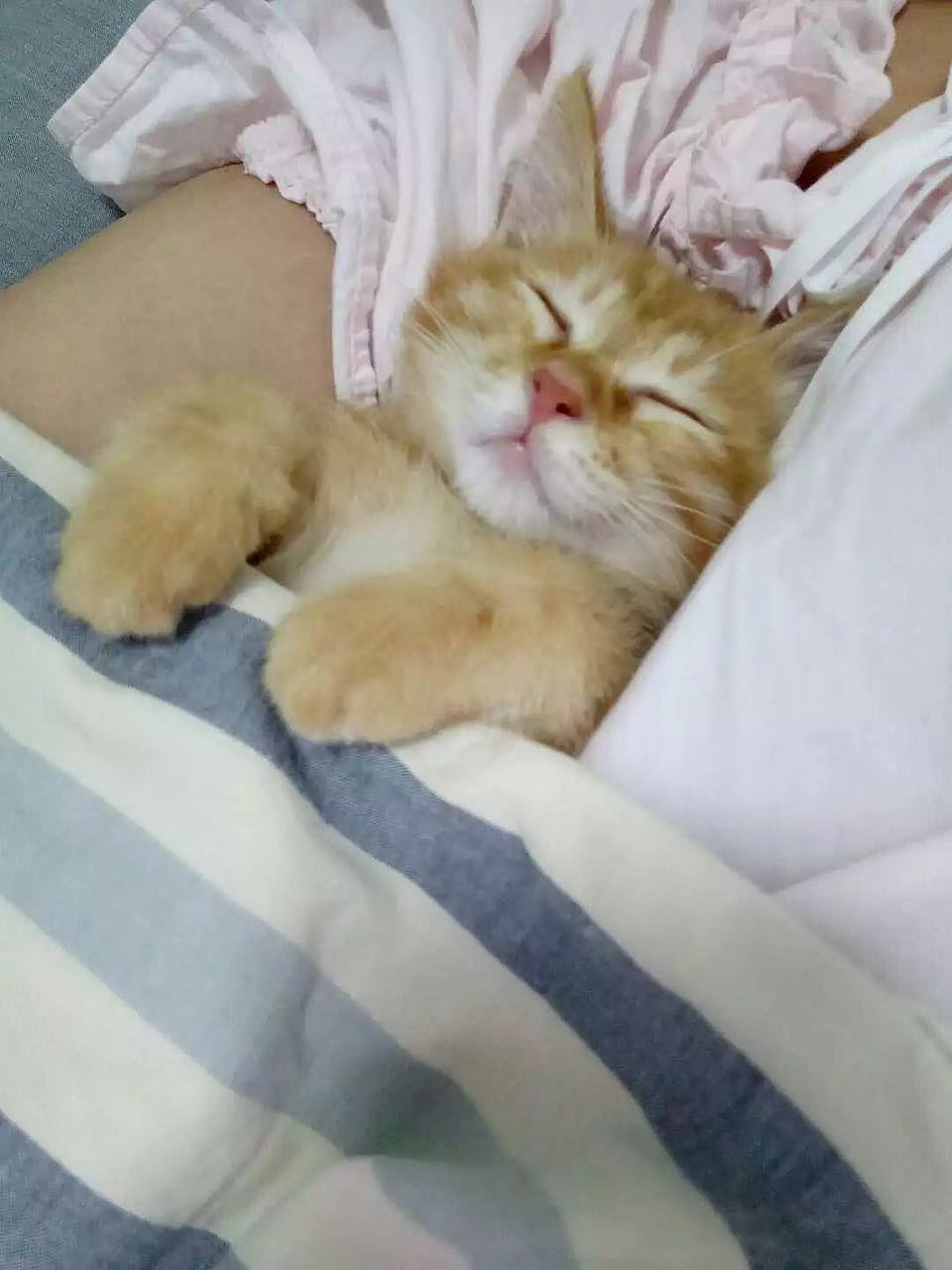 菜刀眼黄豆芽的日常（图ZODEwMzcyNjQ=） - 宠物摄影 - 站酷设计师violasean原创素材 - 站酷ZCOOL