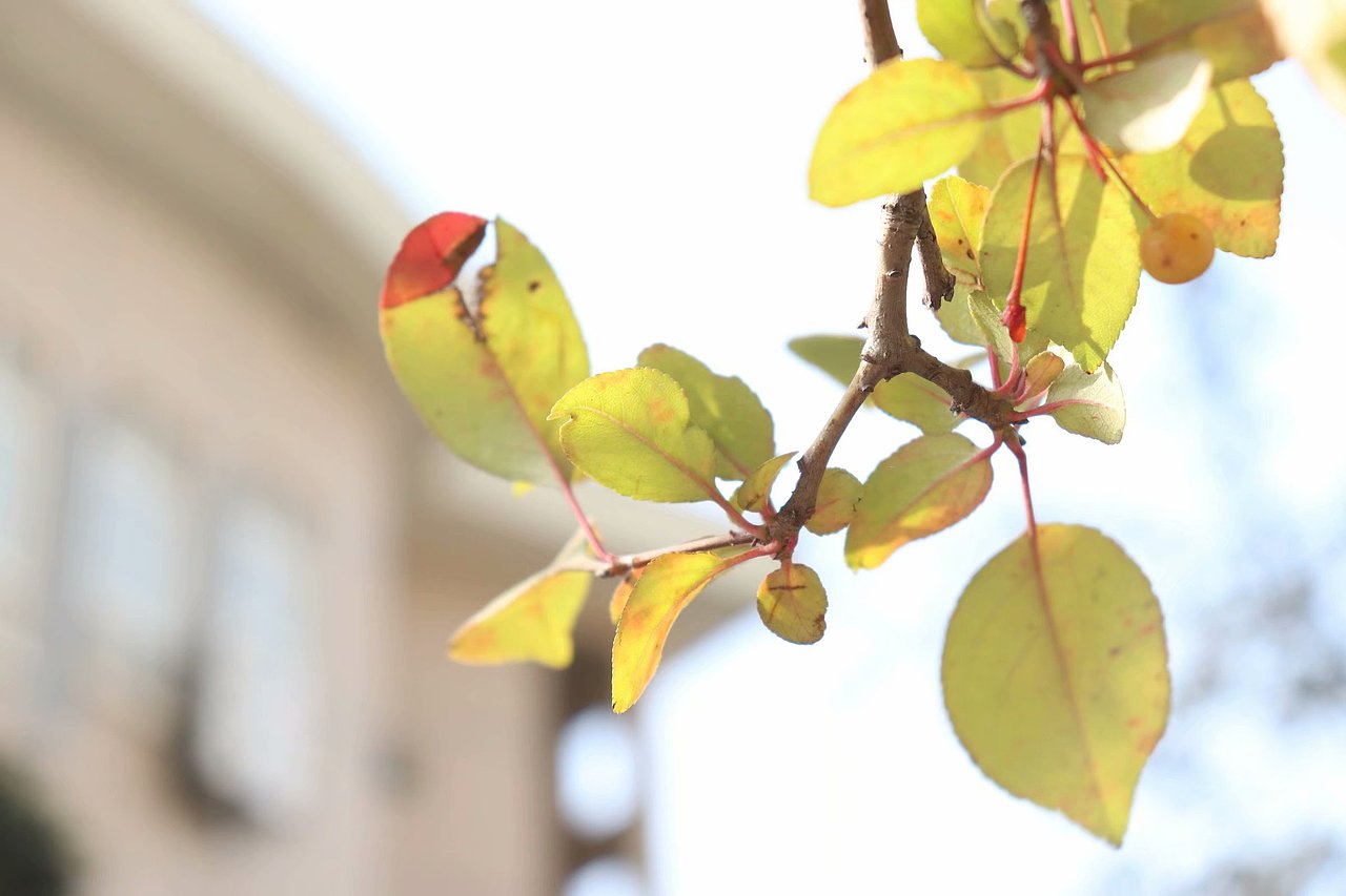 随手拍的风光（图ZMTgyMjE1NTc2） - 产品摄影 - 站酷设计师弗如Ru原创素材 - 站酷ZCOOL