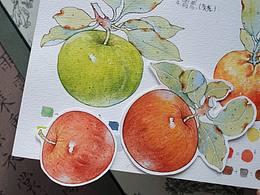 水彩——苹果
