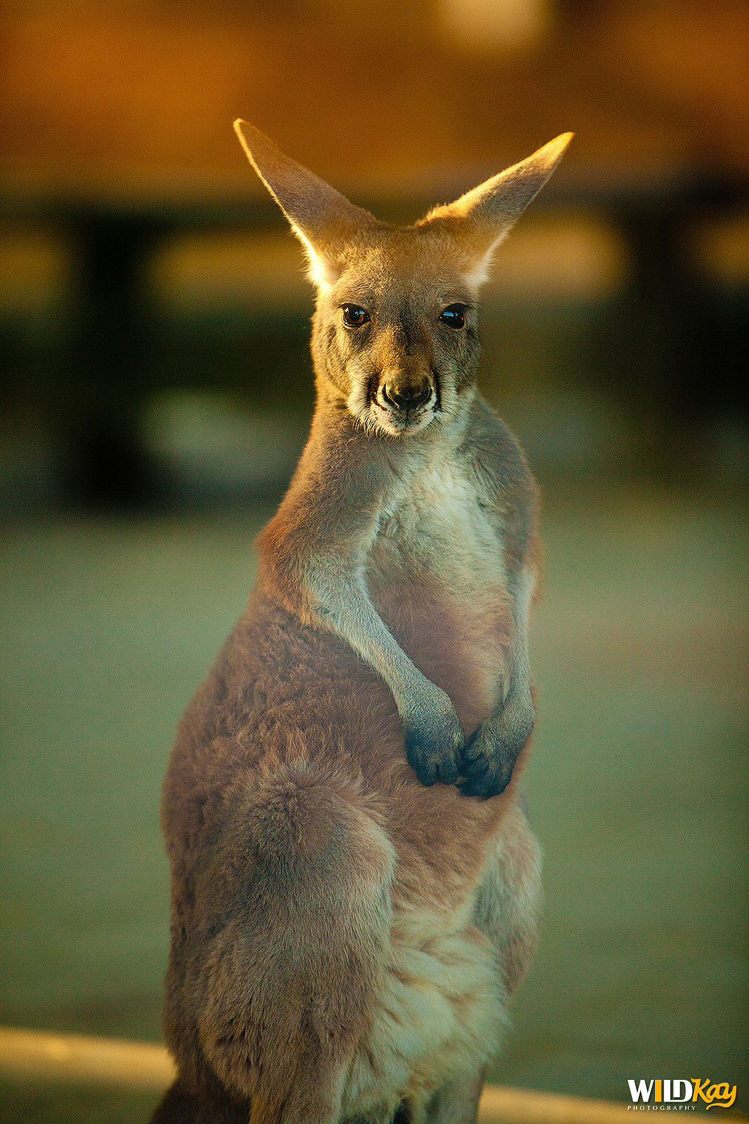 《生命和爱365》合集 I（图ZMTg0NTAxMTky） - 宠物摄影 - 站酷设计师WildKay原创素材 - 站酷ZCOOL