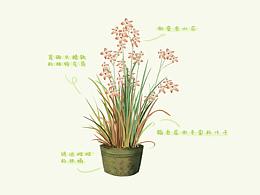 植物练习3